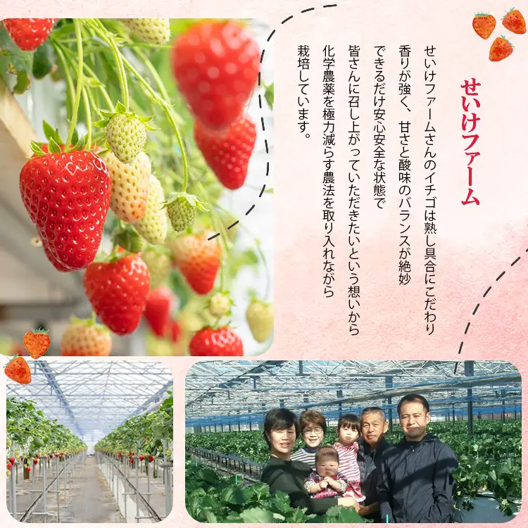 【 加工用 】規格外品 の 古都華 約 1kg | 先行予約 果物 くだもの フルーツ 苺 イチゴ いちご ストロベリー 古都華 ことか 旬の品種 加工用 規格外品 ジャム コンポート 奈良県 平群町