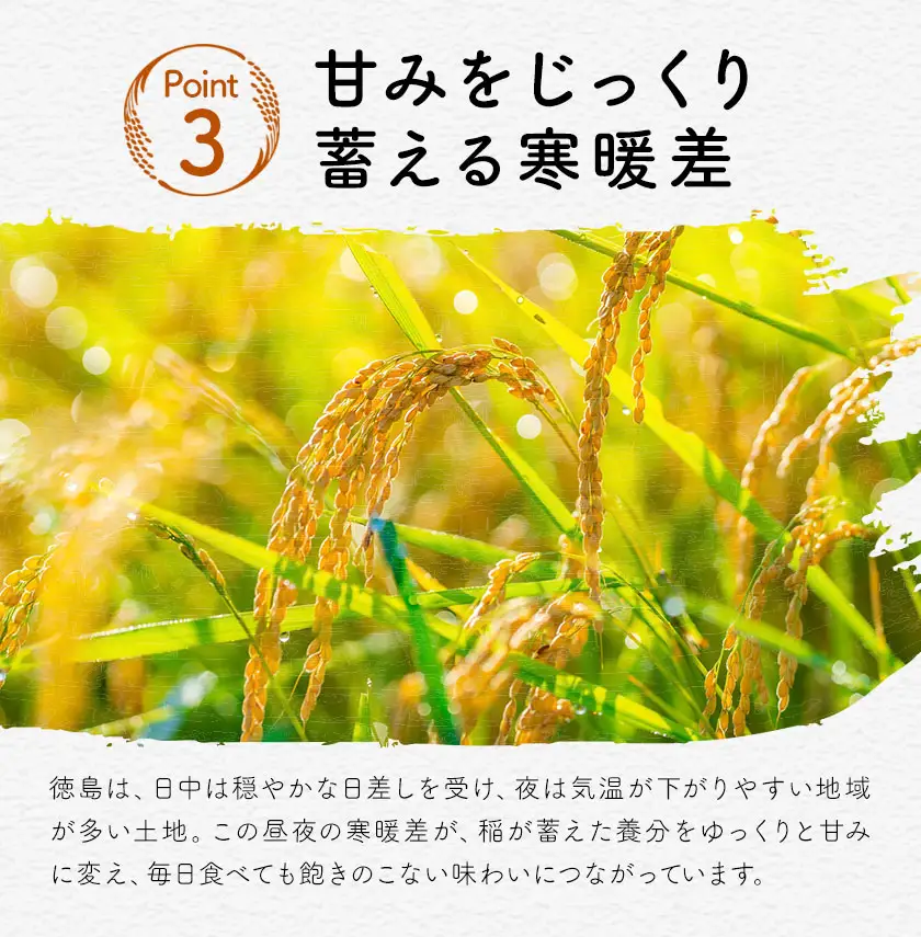 【先行予約】白米 徳島ふるさと応援米 20kg 米