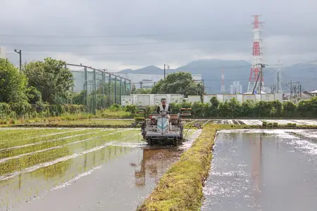 新米 [定期便／3ヶ月連続][令和8年産／10月中旬より順次発送] 伊勢原産 精米 10kg (5kg×2袋) はるみ 農家直送！亀井さんちのうんめぇ！自家製米 [1140]