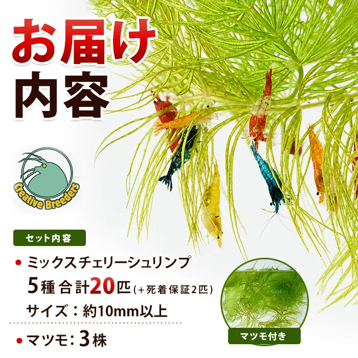 【10営業日以内に発送】自家繁殖ミックスチェリーシュリンプ20匹＋マツモ付き (アクアファームはくと/IB167-001)