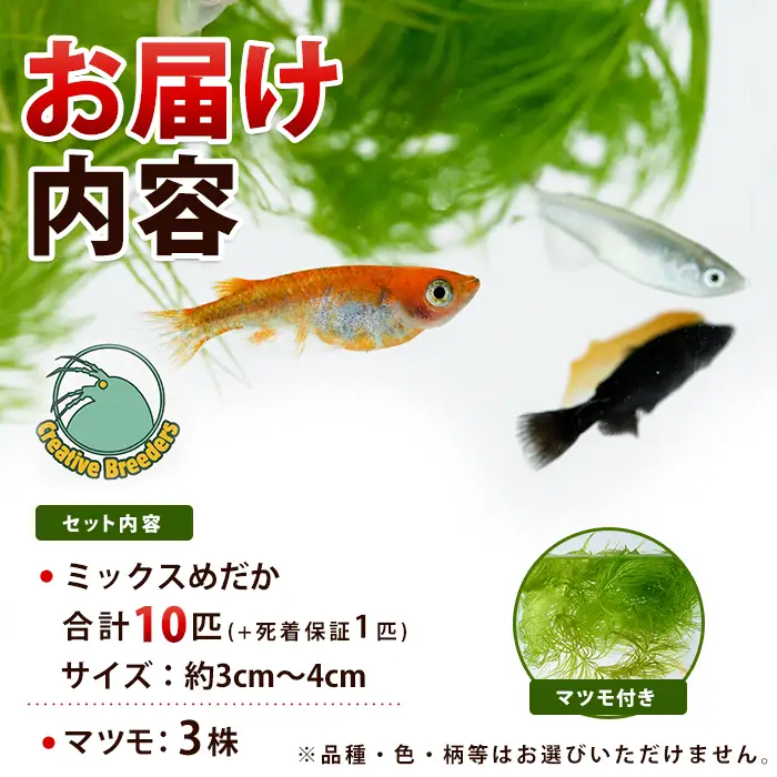 【10営業日以内に発送】ミックスめだか10匹＋マツモ付き (アクアファームはくと/IB167-006)