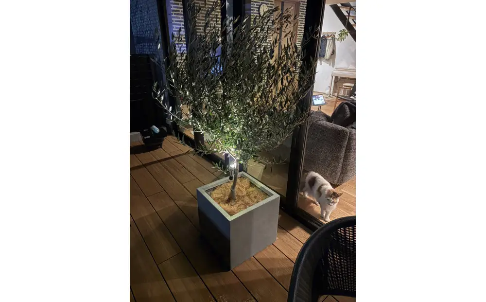 ひなかぜ オリーブの木 Mサイズ 玉造り仕立て＋鉢カバー【グレー】