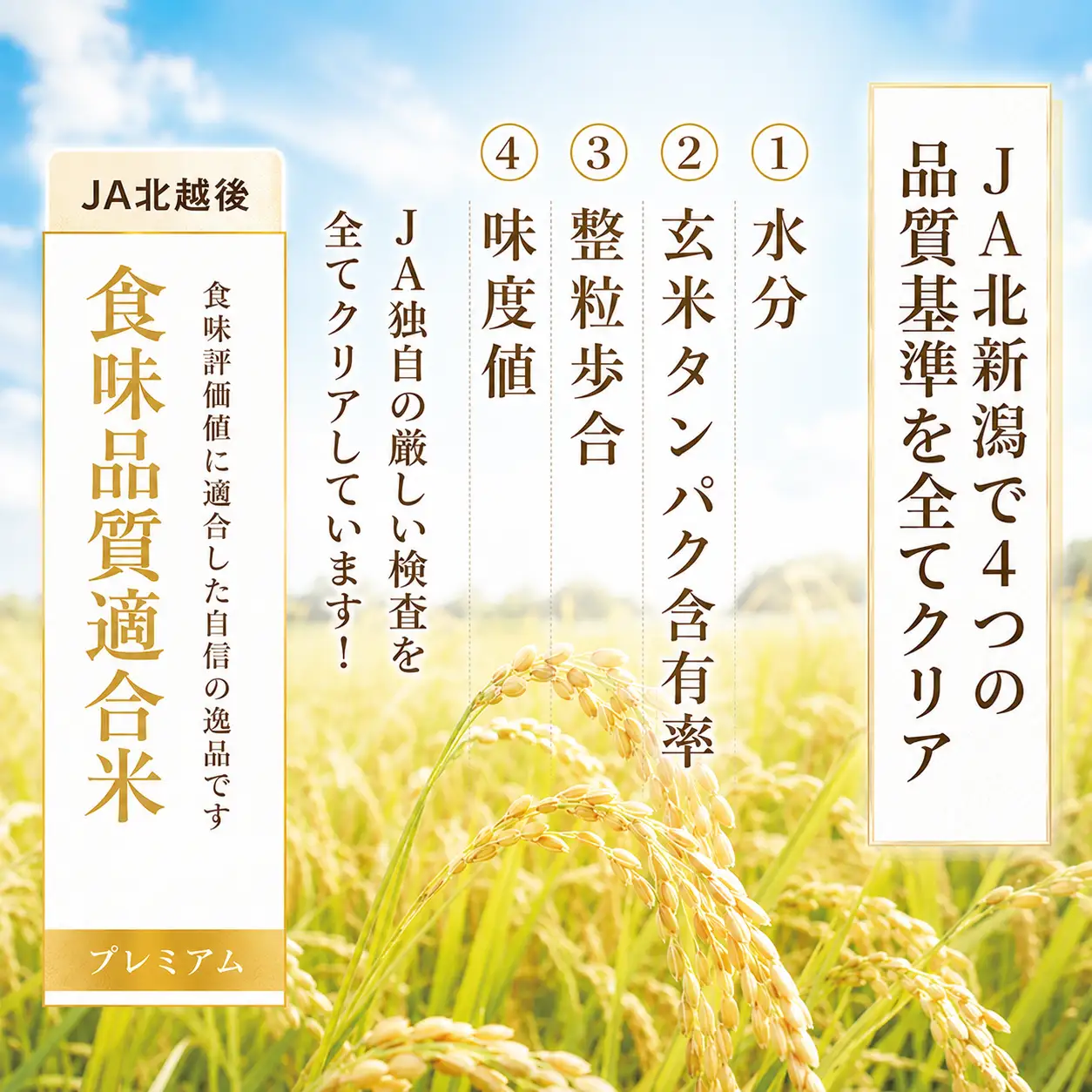 今摺米 こしいぶき 10kg （ 5kg × 2袋 ） 令和7年産 JA ブランド米 米 お米 米10kg 精米 いまずりまい ごはん こめ おむすび おにぎり 弁当 おかず 色彩選別 鮮度 雪解け水 贈答 ギフト 国産 新潟 新発田 JA北新潟 こったま～や JA012