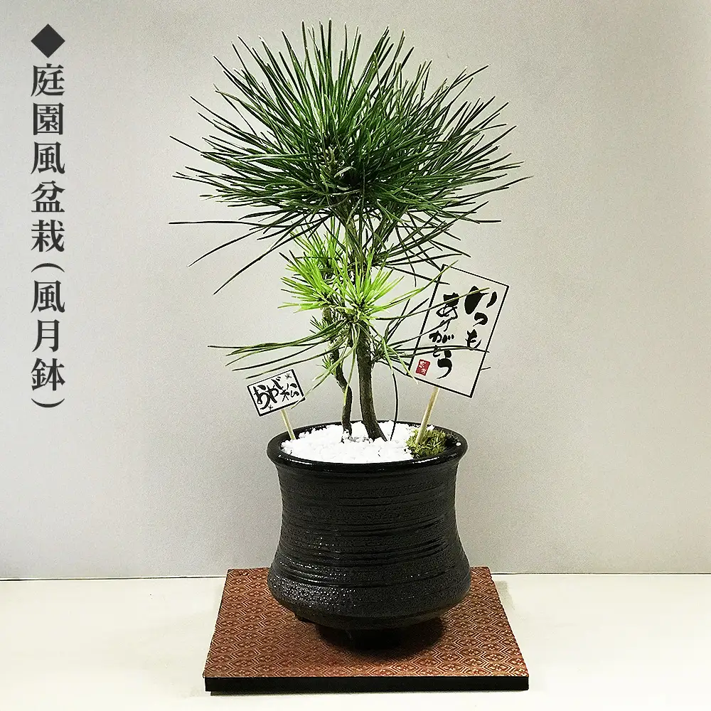 ミニ松 盆栽 ※2026年6月～発送