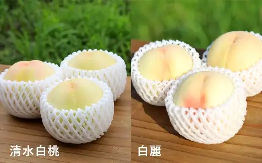 【 ご家庭用 】 旬のおかやま白桃 5～6玉 （ 約1.5kg以上 ） 桃 もも モモ 白桃 ピーチ フルーツ 果物 くだもの 果実 おやつ デザート スイーツ 岡山県産 国産 【 2026年7月上旬～8月下旬迄発送予定 】