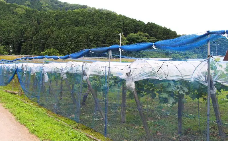 贈答用 岡山県産 ニューピオーネ 約2kg 【beac002-01】