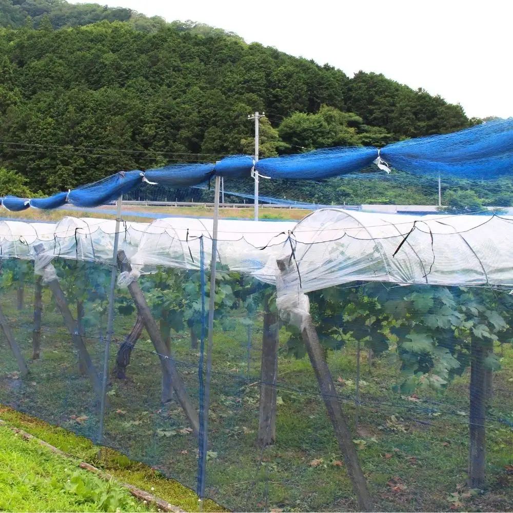 ＜粒パック詰め＞ 真庭市産旬のぶどうミックス３種以上 2.4kg 【beac011-01】