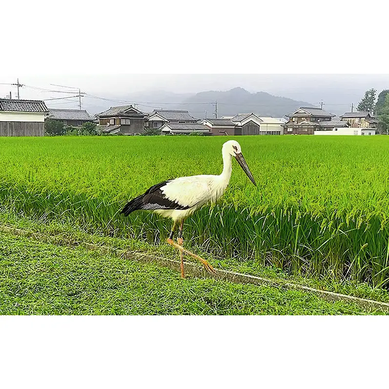 米 コウノトリ舞う田んぼで大自然が育てた"有無ファーム"こだわり米 玄米 5kg お米 栽培期間中農薬・化学肥料不使用