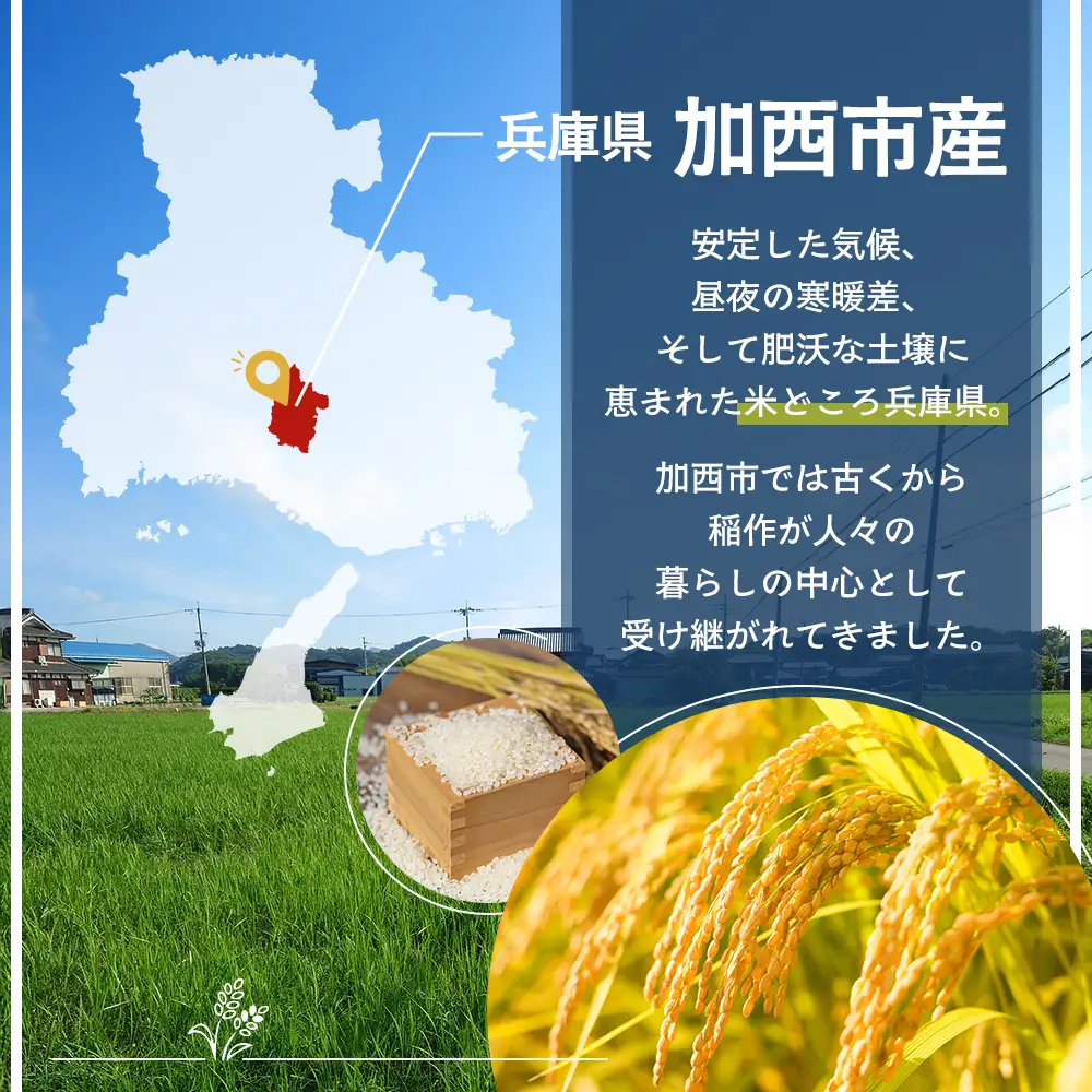 しきゆたか 令和8年産 白米 単一原料米 しきゆたか【5kg】【2027年1月発送】