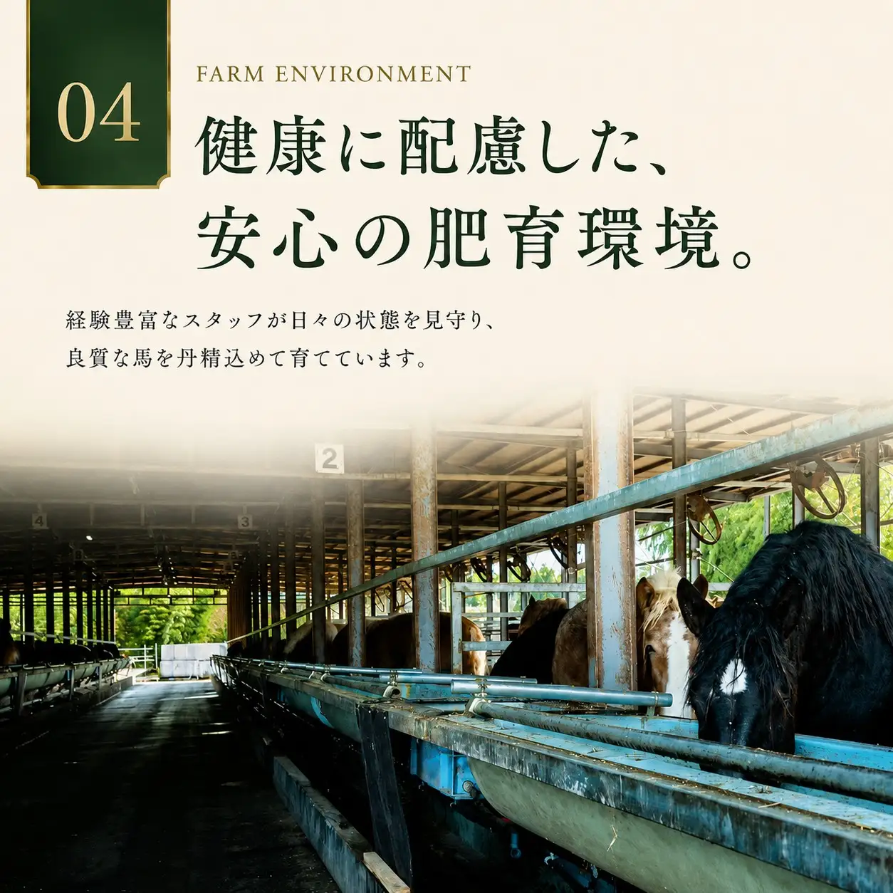 馬刺し 国産 赤身 500g（100g×5p） 馬刺しの長野屋【012-85】