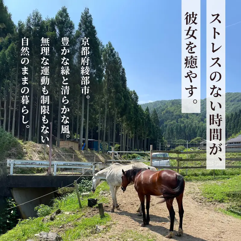 引退馬 飼育支援：寄付金額10,000円（返礼品なし）