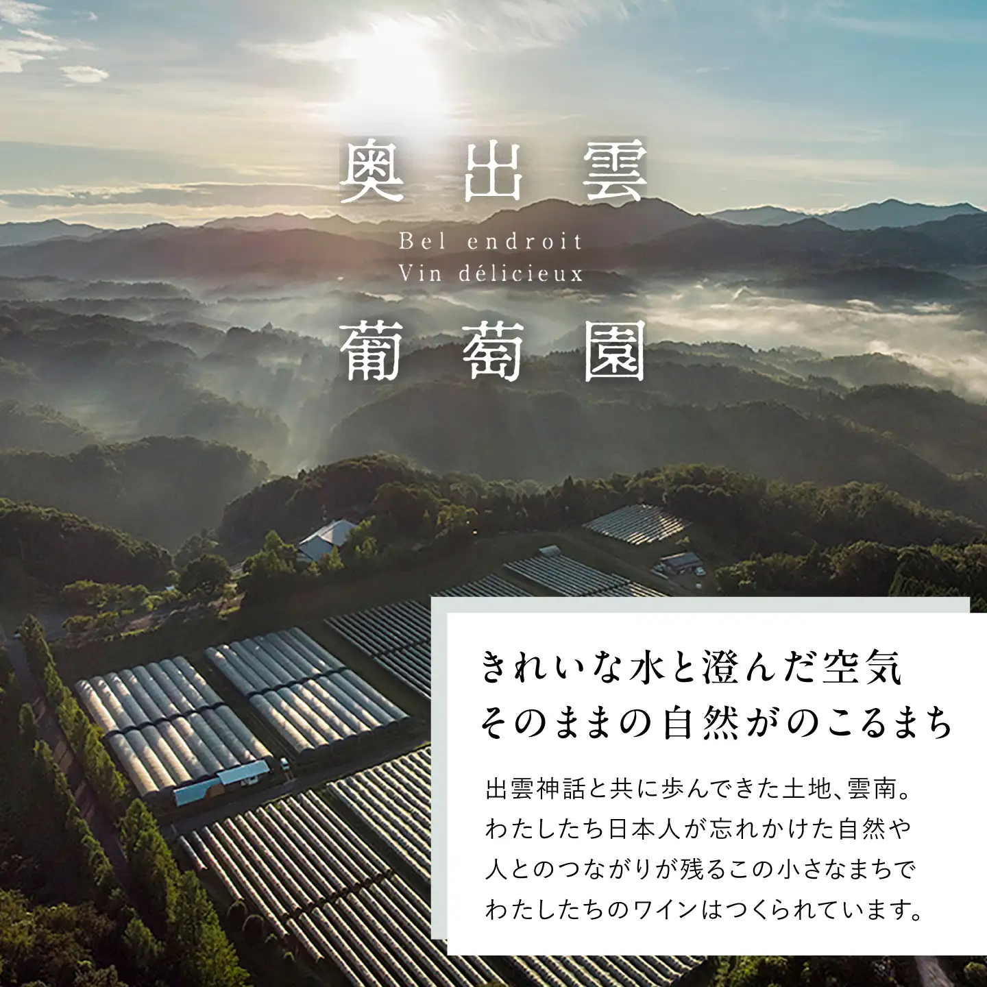 【贈答用】ソーヴィニヨンブラン 1本 750ml 白ワイン 国産 島根県雲南市/有限会社奥出雲葡萄園[AICS110]