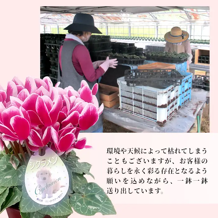 《予約品》シクラメン インディカ 色：パープル 農林水産大臣賞受賞歴あり 愛知県産 シクラメン ５号鉢  花  プレゼント 贈り物 鉢花 鉢 ガーデン ガーデニング 愛知県産 クリスマス  -271