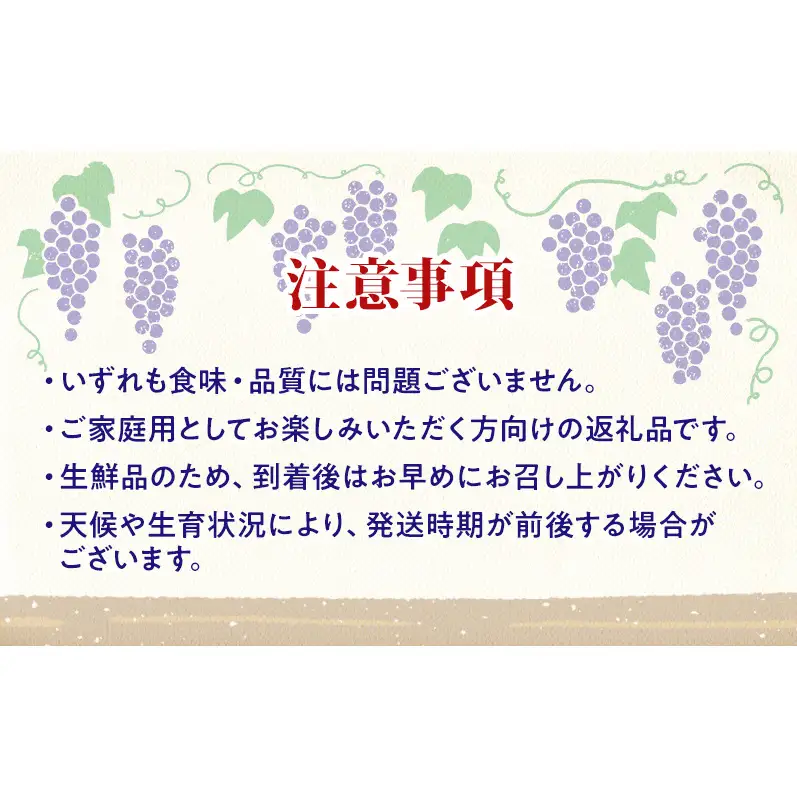 【★先行予約】【訳あり】長野県産 ぶどう3種食べ比べセット（シャインマスカット・ナガノパープル・巨峰）合計約1.1kg 見た目にワケあり 味はそのまま 旬のフルーツ 長野県 上田 信州