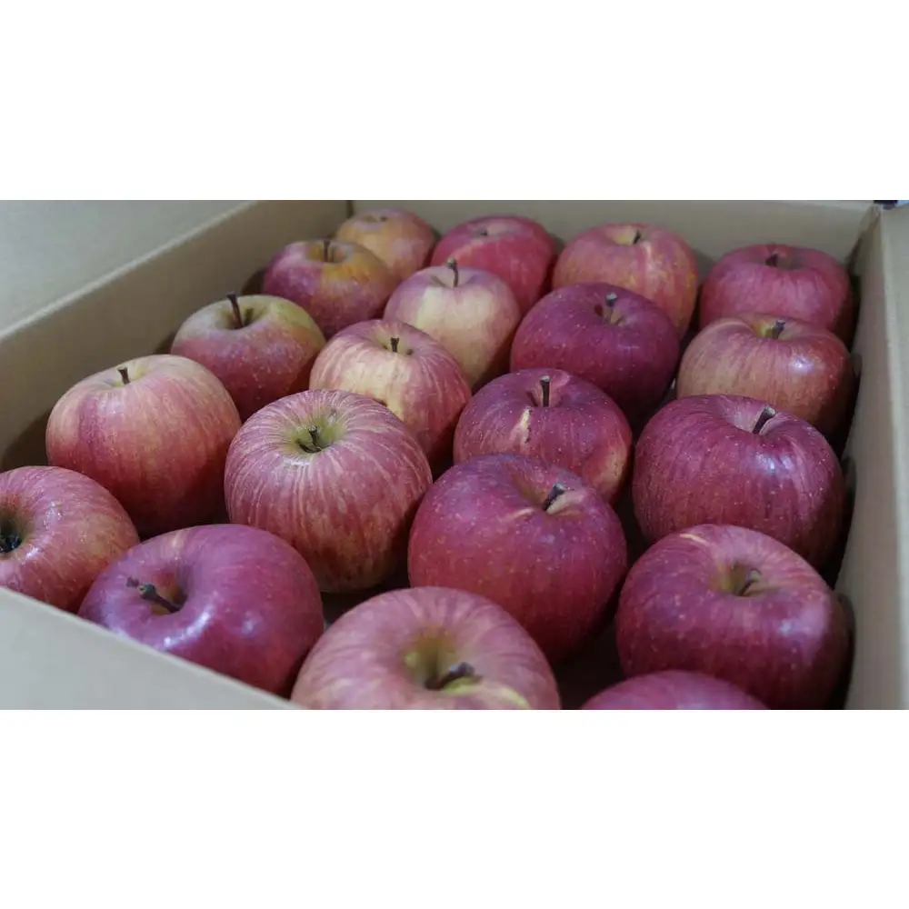 長野市産サンふじ家庭用2kg｜甘さ濃厚シャキッと食感 サンふじ