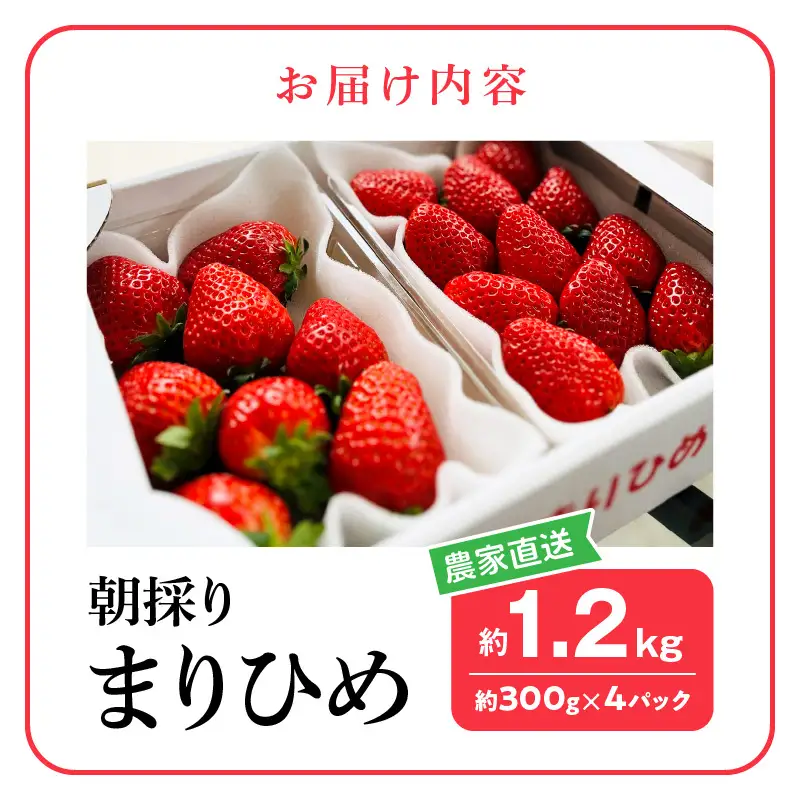 朝摘み 完熟 まりひめ いちご 約300g×4パック (合計約1,200g)_AB7335
