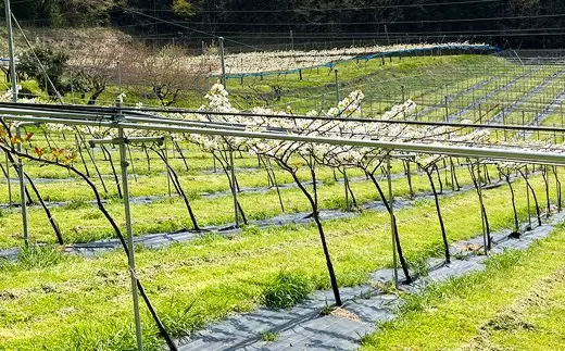 【 ご家庭用 】 九重町産 梨 詰め合わせ 約3kg （ 約6～9個 ） なし ナシ フルーツ 果物 くだもの 果実 旬 おやつ デザート スイーツ 国産 家庭用 詰合せ 【 2026年8月上旬～10月下旬まで順次発送予定 】 