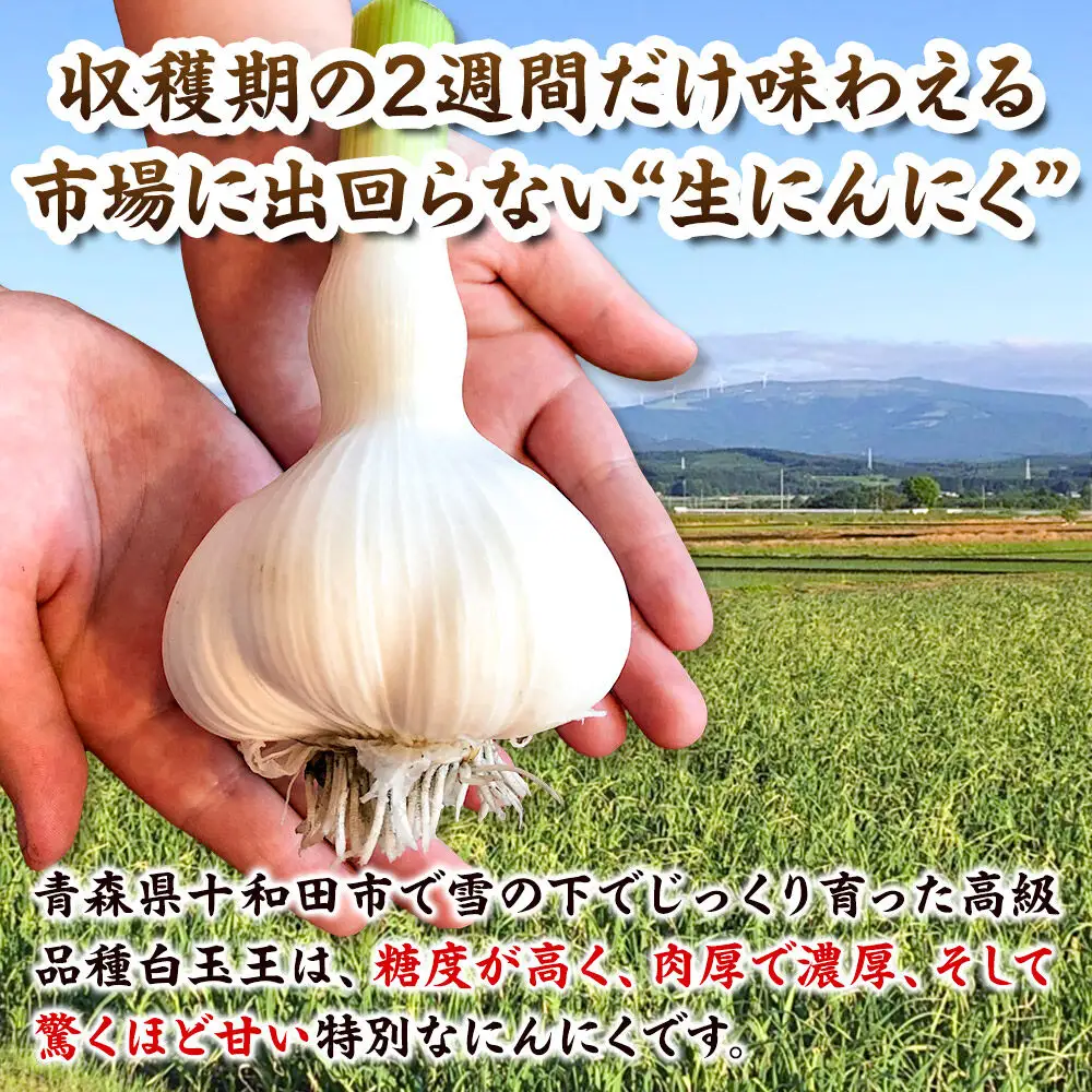 【2027年収穫分】先行受付【テレビ紹介】青森 幻の生にんにく25玉（農家直送・収穫期だけの限定品） 青森にんにくファーム