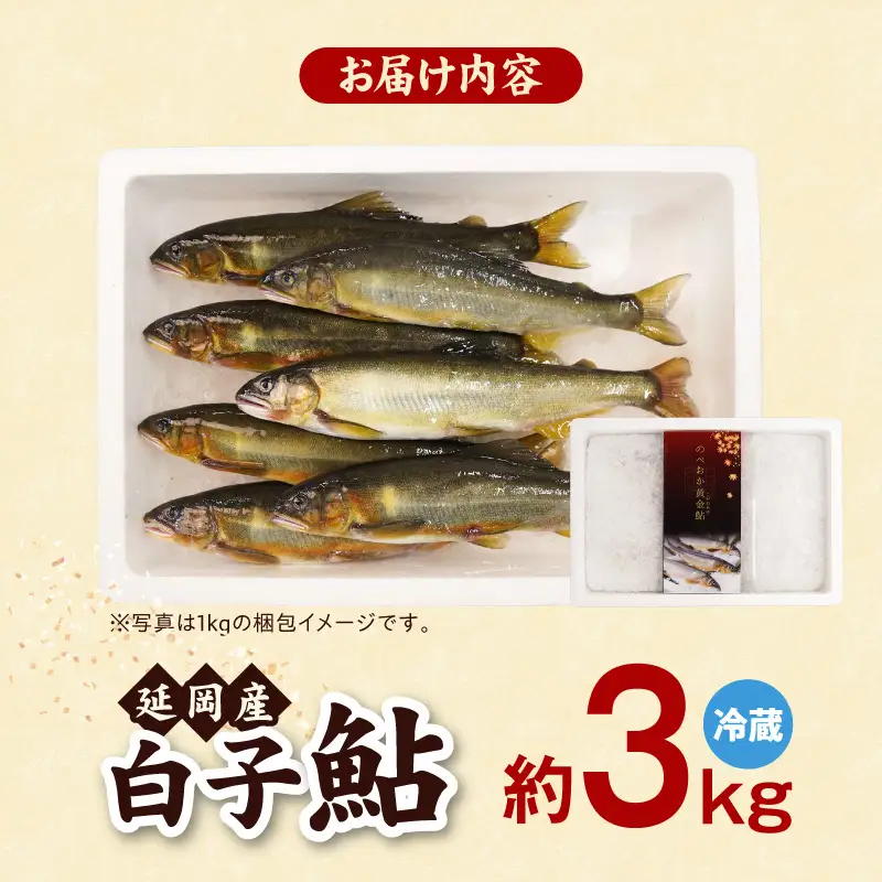 【先行予約】2026年10月下旬より発送開始【冷蔵】白子鮎約3kg N070-YC426-1