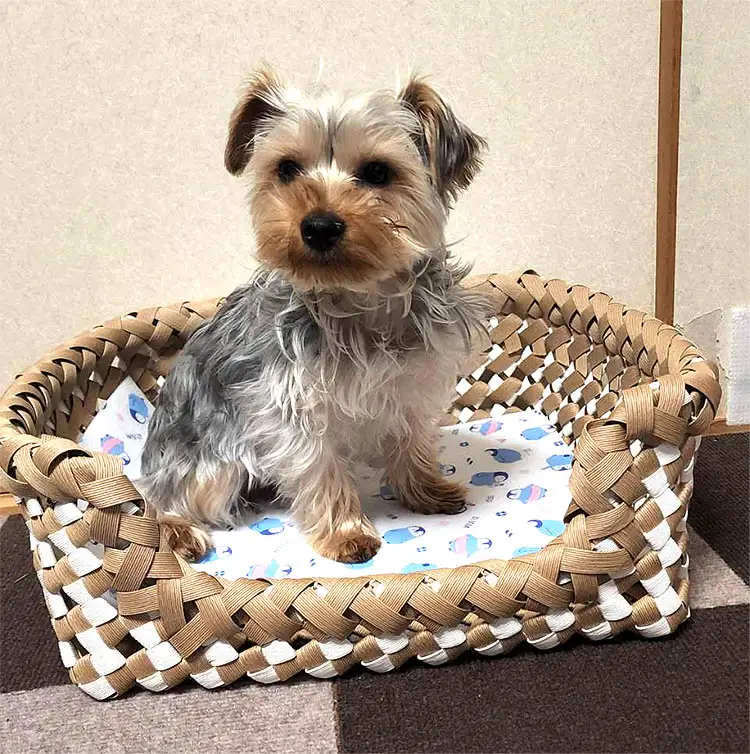 紙バンドで編んだペットベット（完成品）