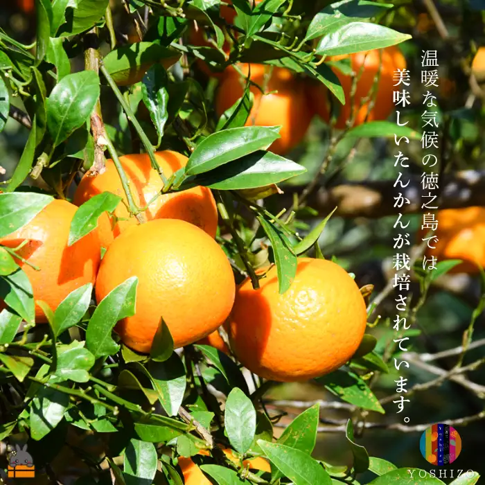 ～柑橘の爽やかな甘み凝縮！～徳之島産ドライフルーツたんかん（10袋） 