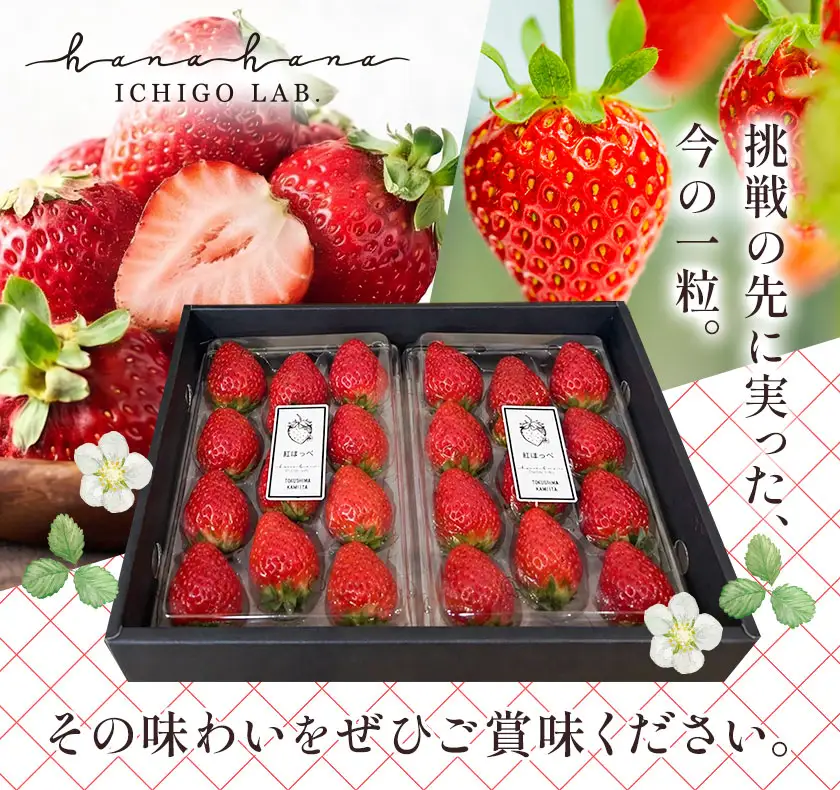 いちご 苺 贈答 ギフト ボックス 2パック 約500g 