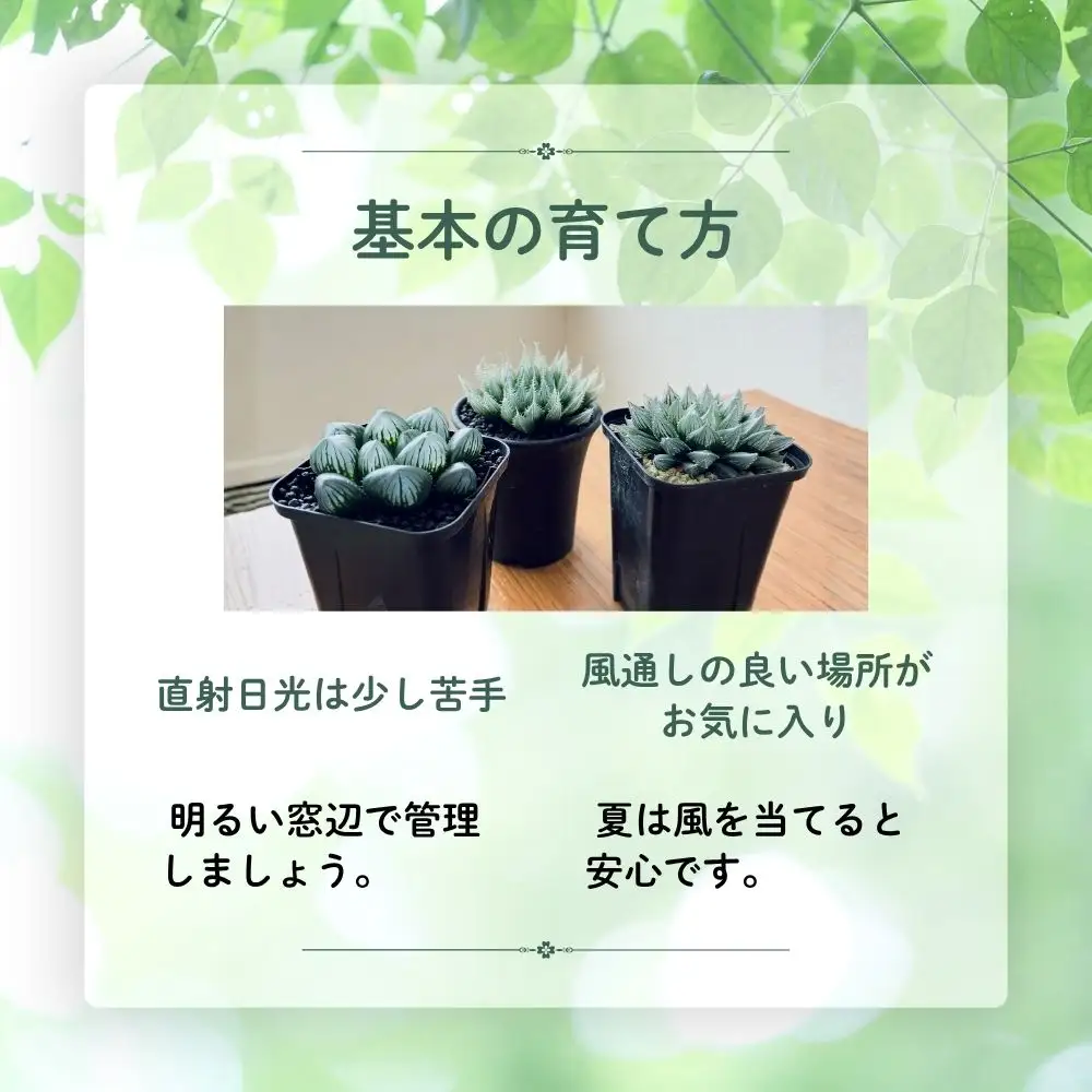 特選美種：多肉植物 ハオルチア 実生オリジナル苗 おまかせ1種【埼玉県 春日部市 観葉 インテリア グリーン 室内栽培 育成 希少品 コレクション 趣味 愛好家 お取り寄せ】（DM001）