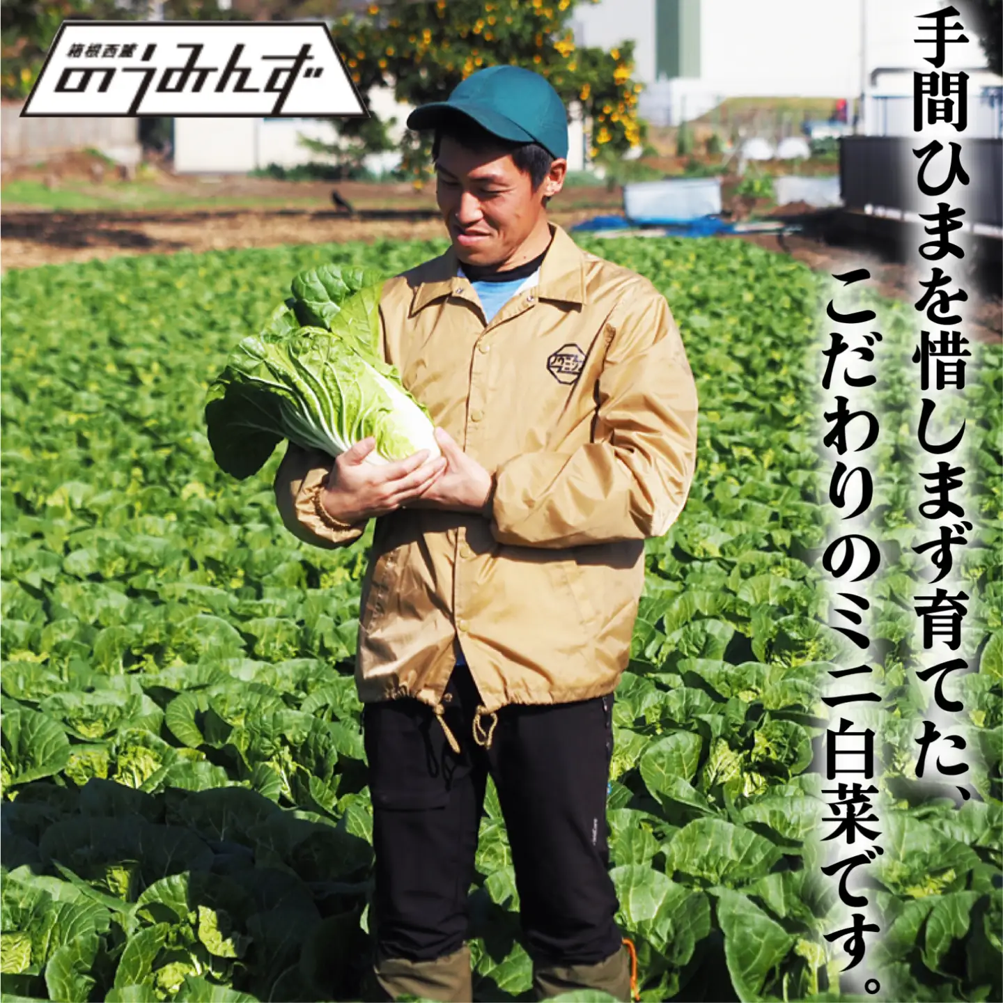 ミニ 白菜 5～8玉 はくさい ハクサイ 鍋 甘い おいしい オススメ サラダ 野菜 のうみんず 静岡県 三島市 【先行予約2026年11月上旬より順次発送】 