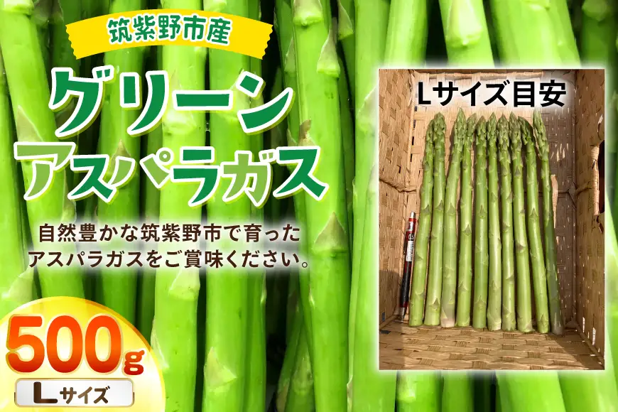 【期間限定発送】 アスパラ グリーンアスパラガス L 500g