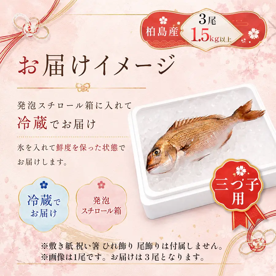 お食い初め 真鯛 3尾 三つ子 1.5kg以上 尾頭付き 鯛 のみ 3匹 真空パック 祝い鯛 百日祝い 100日祝い 鯛の塩焼き お食初め 自宅 お食い初め料理 初節句 100日お祝い膳 祝い善 節句 記念撮影 赤ちゃん ベビー  魚 高知県 柏島産 大月町