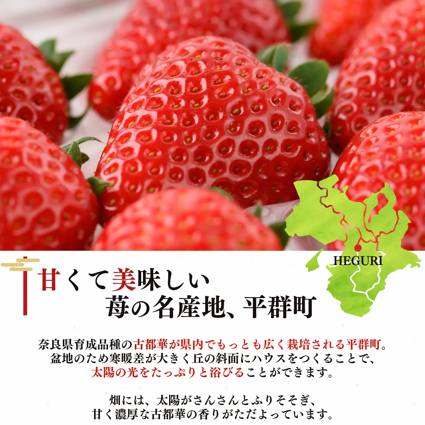 AO01 朝採りの新鮮な古都華M～L500ｇ以上 いちごいちえ | 果物 くだもの フルーツ 苺 イチゴ いちご ストロベリー 古都華 ことか 希少 濃厚コク 芳醇 果肉 しっとり 旬の品種 奈良県 平群町