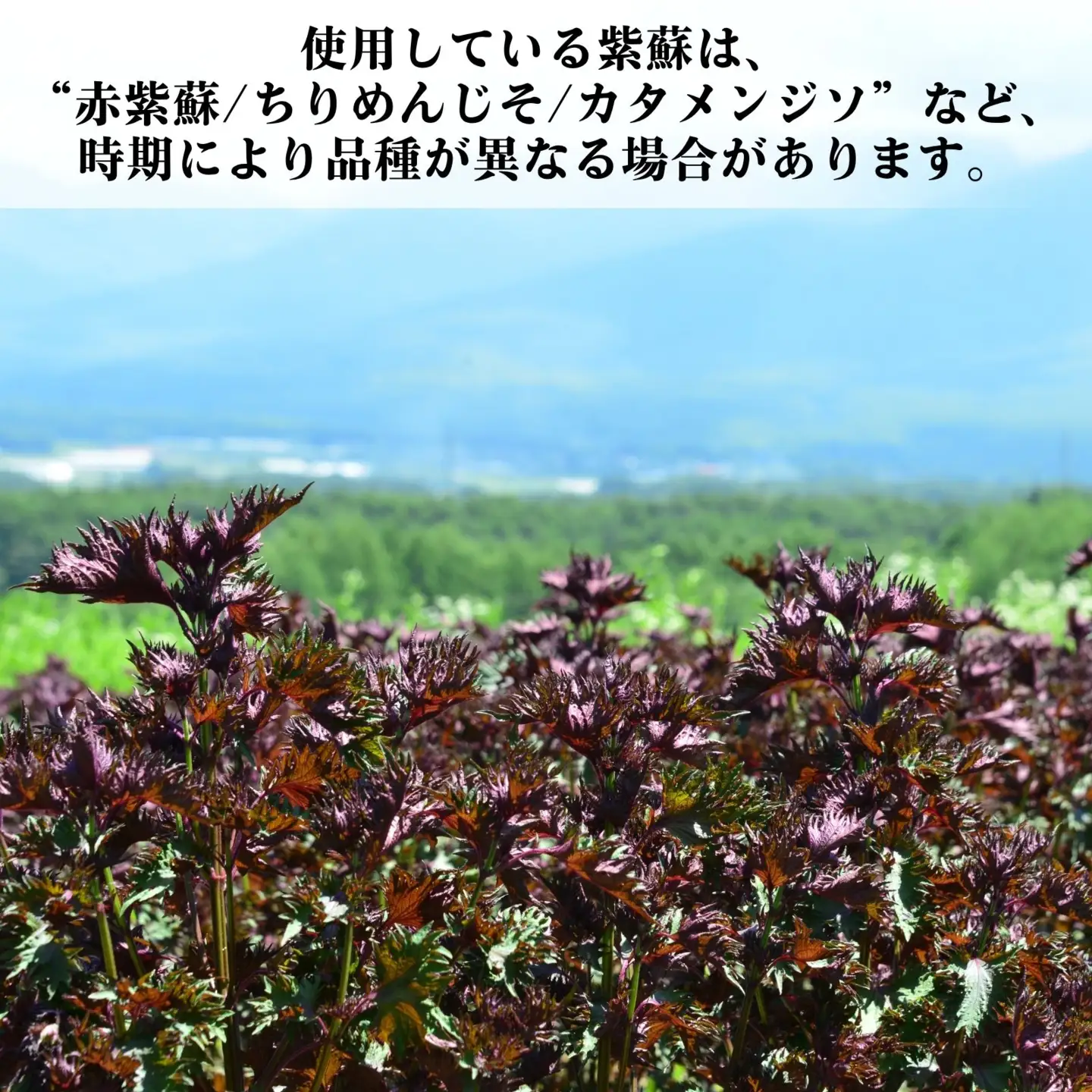 赤紫蘇ジュース120ml×5本 ｜ 飲料 赤紫蘇 ジュース 馨工房