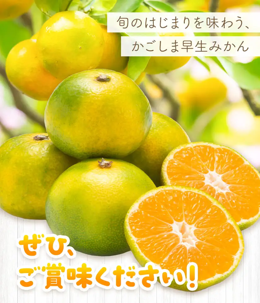 かごしま早生みかん M 10kg 田野農園《10月中旬-1月中旬頃出荷》鹿児島県 さつま町
