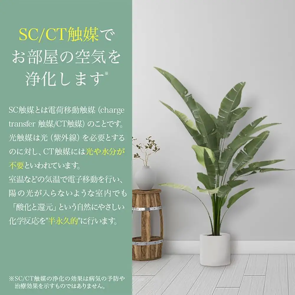 人工観葉植物 カポック斑入り 185cm 樹脂鉢Lサイズ白 SC触媒加工済