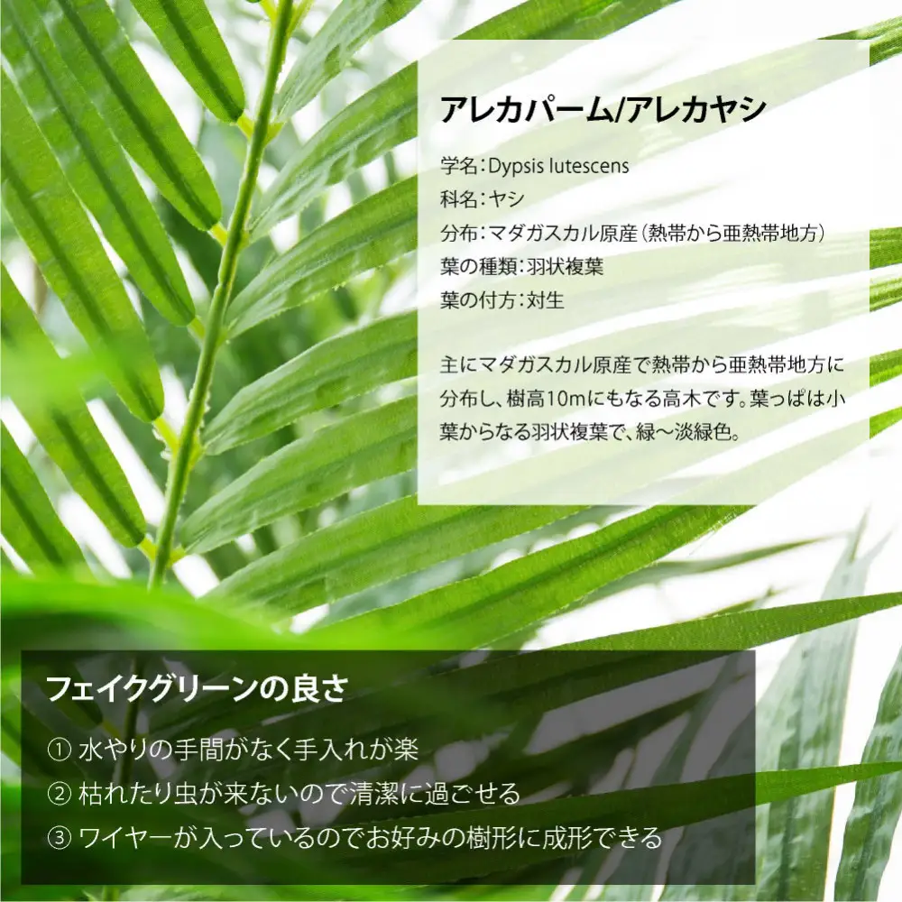 人工観葉植物 アレカパーム175cm 樹脂鉢Lサイズ白 SC触媒加工済