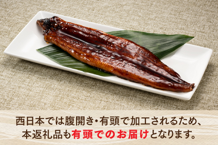ZH151.うなぎの蒲焼２尾（計４００g以上）『１～２ヶ月前後でお届け！！』