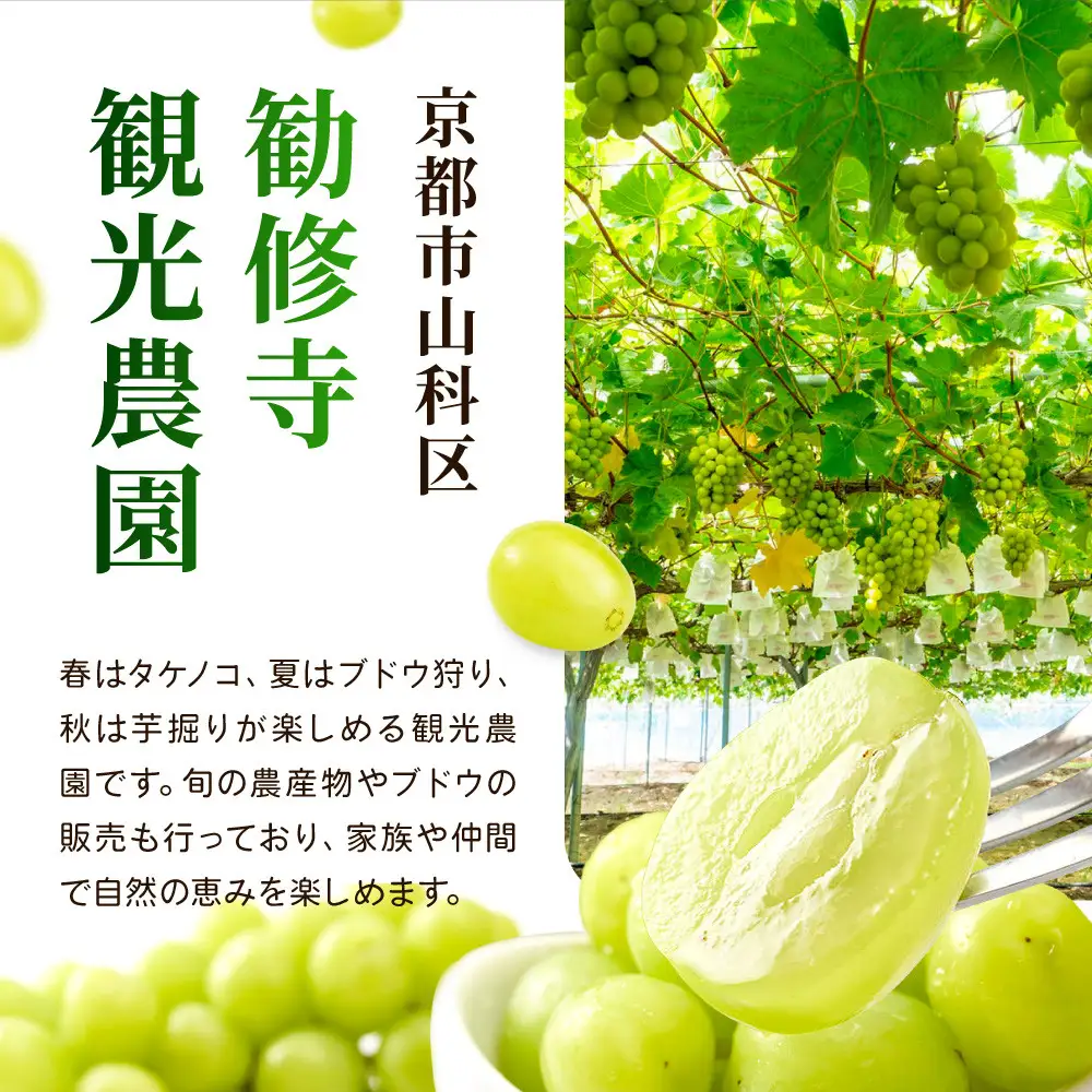《先行予約 2026年8月下旬～9月発送》【勧修寺観光農園】不揃い訳あり 京都市産 シャインマスカット 2kg｜シャインマスカット 人気