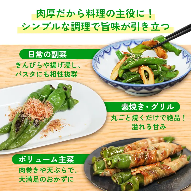 【定期便】 万願寺甘とう 秀品 600g×3回 