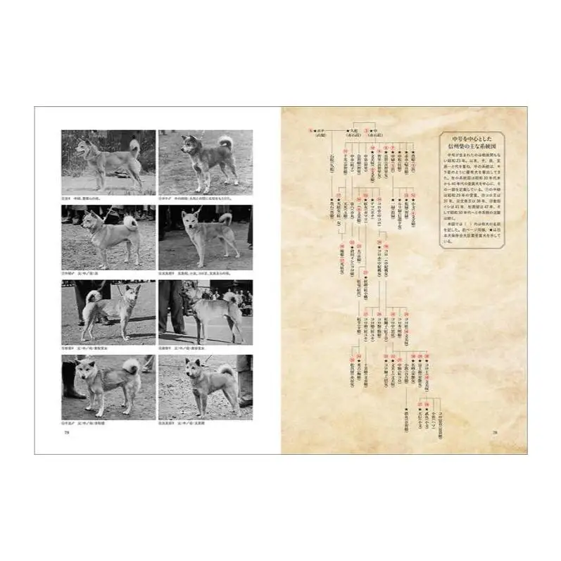 書籍『日本の犬』 武井哲史 山喜多佐知子 誠文堂新光社 東京都 文京区