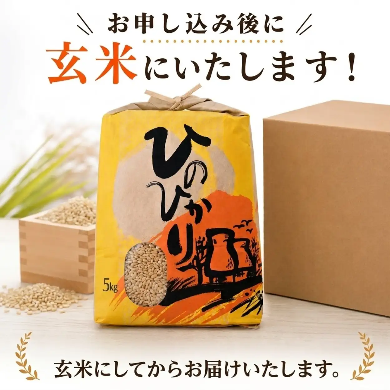 ひのひかり 玄米 5kg 2025年産［1120-4］