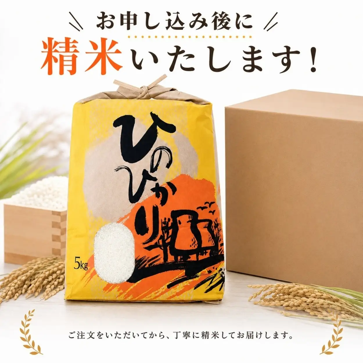ひのひかり 白米 新米 5kg 2026年産［1121-2］