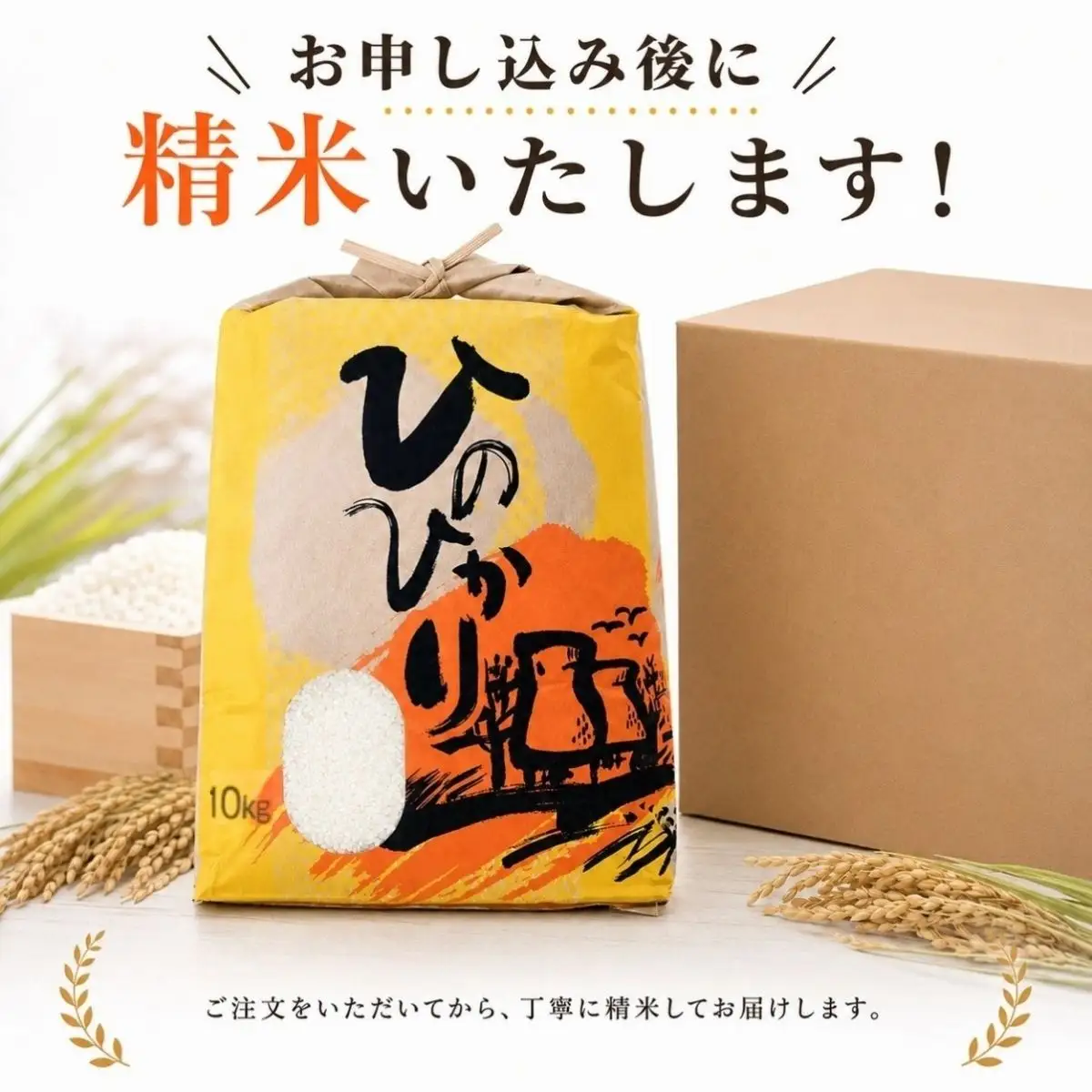 ひのひかり 白米 新米 10kg 2026年産［1121-3］