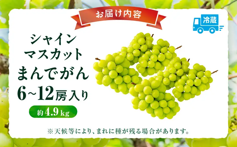 【8月31日（夏休み）までの期間限定価格!!】シャインマスカット　まんでがん　約4.9kg | シャインマスカット マスカット ぶどう ブドウ 葡萄 果物 フルーツ 期間限定 新鮮 くだもの 国産 ギフト お裾分け 旬 人気 種なし 皮ごと食べられる ジューシー 糖度が高い 先行受付 先行予約 季節限定 おすすめ 旬の果物 香川 香川県 三木町 |_mk006-128