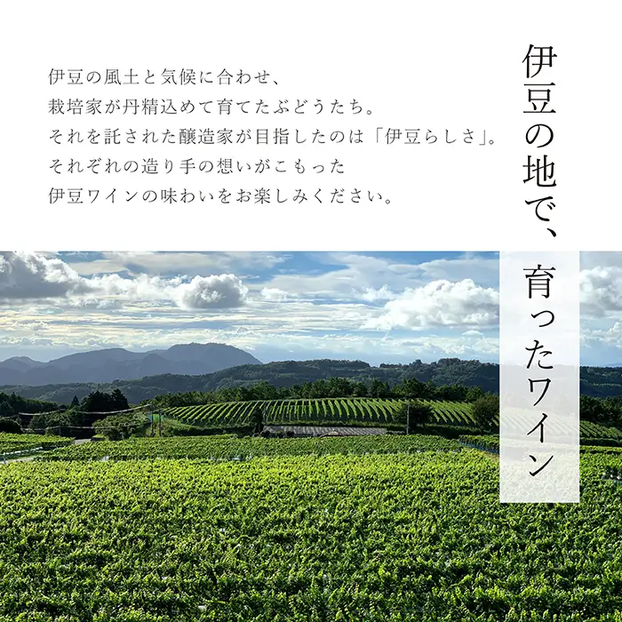 【日本ワインコンクール2025 銅賞】伊豆シャルドネ-プレミアム-2023（化粧箱入り）1本 750ml | ワイン 白ワイン Wine わいん ギフト 贈答 静岡 伊豆  | 023-005