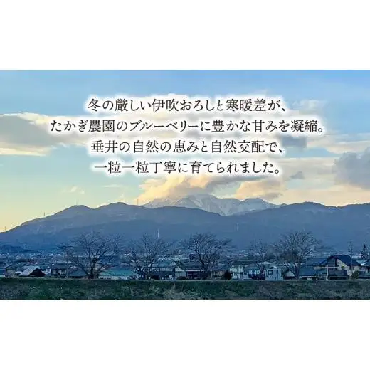 【岐阜県垂井町産】 朝摘み完熟ブルーベリー 生果 500g（125g×4パック）| ブルーベリー 生果 木の実  果実 朝摘み 完熟 甘酸っぱい ジャム デザート 産地直送