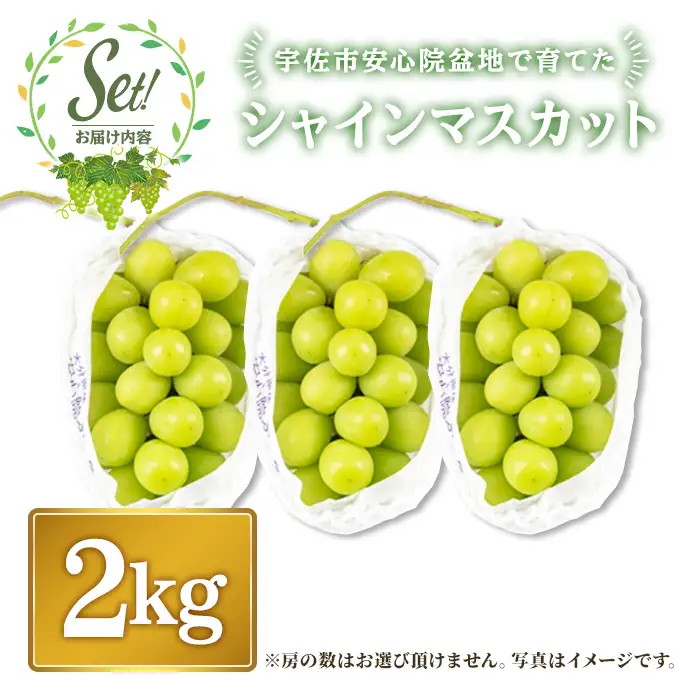 ＜訳あり＞シャインマスカット(青秀) (約2kg) ＜先行予約受付中！2026年8月下旬から順次発送予定＞ ＜北海道 沖縄 離島配送不可＞ぶどう 葡萄 フルーツ 青秀 【106301400】【大分県農業協同組合 北部エリア】