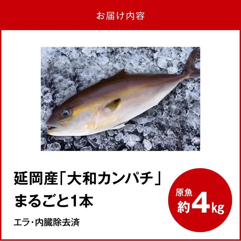 まるごと一本！大和カンパチ 原魚約4kg N072-YC817