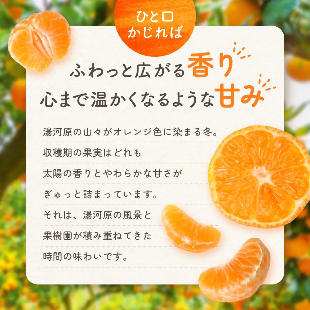 大津みかん（10kg）※12月中旬～下旬発送 | 湯河原町 自然栽培 旬 みかん フルーツ 大津4号
