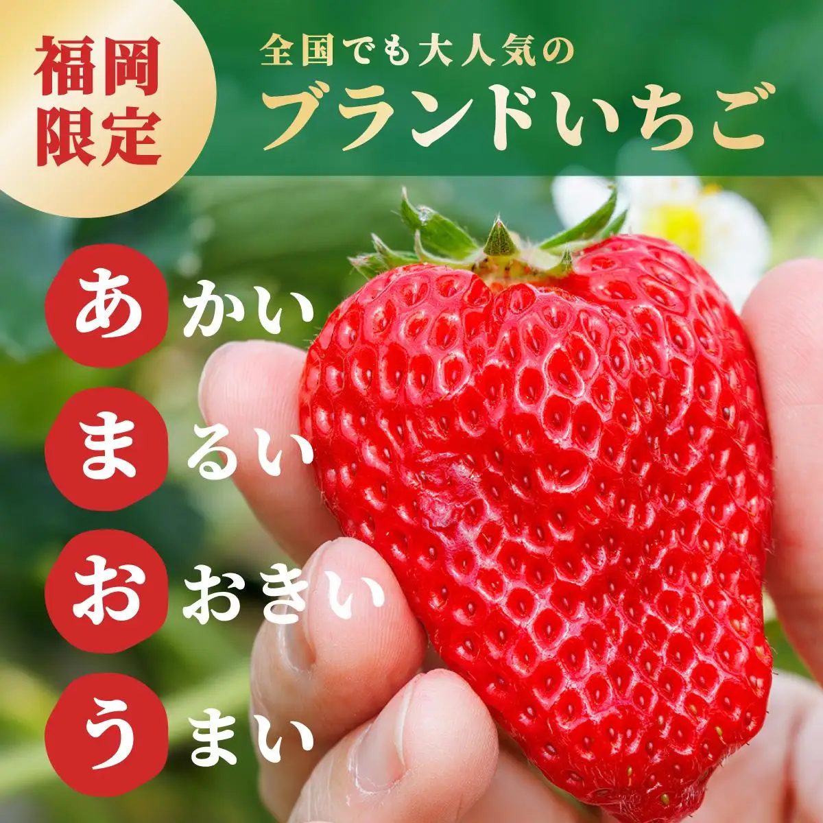 【福岡スイーツ自然の贈り物】かわいい化粧箱入り！福岡県産冷凍あまおう合計2kg