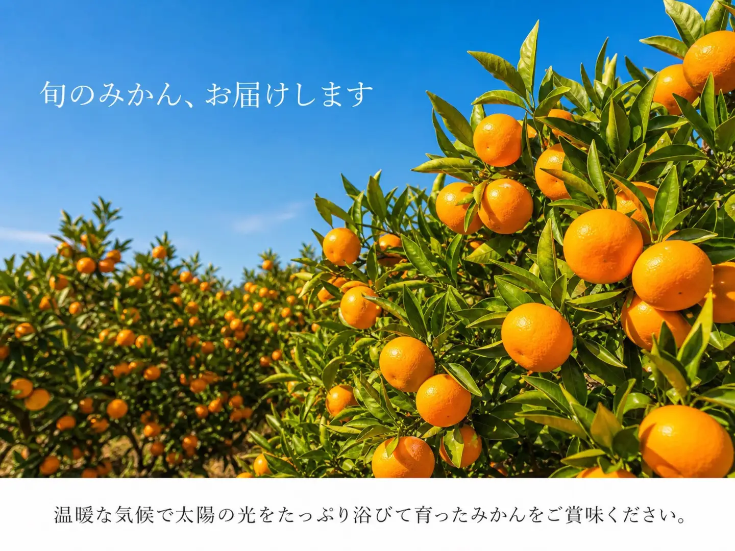 ［ご家庭用訳あり］有田みかん10kg 2S〜2Lサイズ混合［UT152］